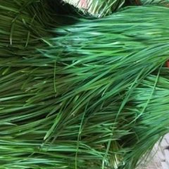 藁城韭菜产销两旺,常安王大林诚信合作