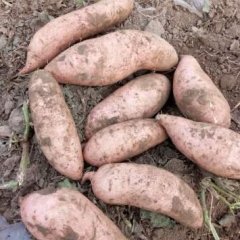 2016藁城大量龙薯九红薯上市，红薯皮色好