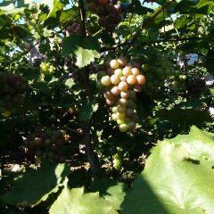 河北乐亭玫瑰香葡萄营养丰富