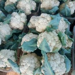 聊城市东昌府区雪玉菜花个头韵实
