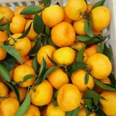 江西省南丰蜜桔柑橘
