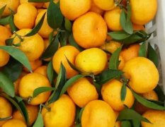 江西省南丰蜜桔柑橘
