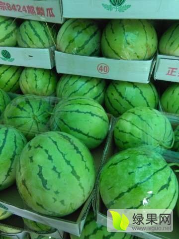 8424西瓜价格