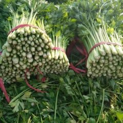 禹城万亩芹菜基地