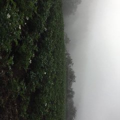 云南腾冲马铃薯基地，高海拔种植