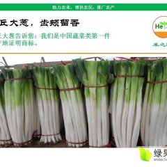 无公害有机绿色章丘大葱200亩 欢迎咨询