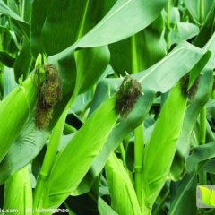 无公害有机特产大玉米40亩 欢迎视察