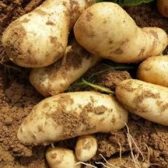 陕西定边荷兰十五土豆香甜可口