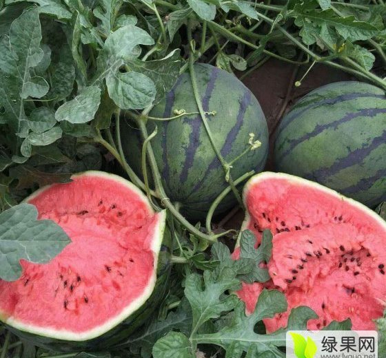 2016年辽宁黑山地雷瓜价格