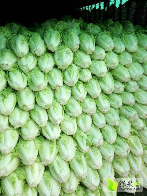 2016年河南通许夏阳价格