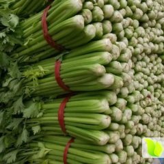 惠民芹菜品质优良,麻店张新明诚信合作