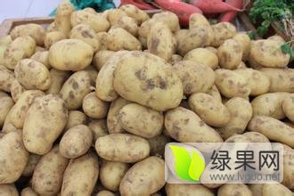 云南会泽萱薯土豆品质优良