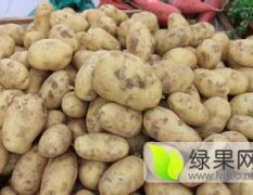 云南会泽萱薯土豆品质优良