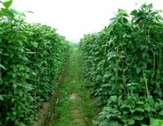 广西合浦县是蔬菜种植大县豇豆