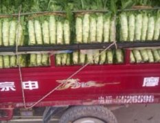 2016郯城莴苣现在已经大量上市了