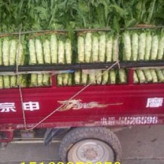 2016郯城莴苣现在已经大量上市了