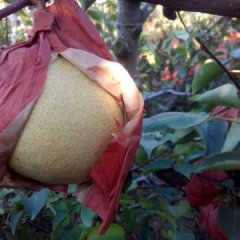 陕西蒲城套袋酥梨大量上市