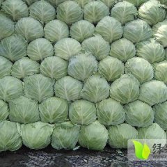 曲周中甘二十一甘蓝现大量上市，质量好
