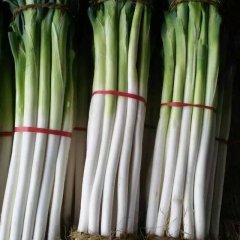 滕州大葱已开始上市，大葱质量好白长