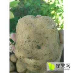 大家好本人是扶余市土豆代收经济人曹大伟