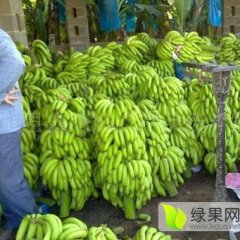 广西西乡塘威廉斯香蕉