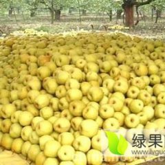 砀山县鑫华冷库对外出售皇冠梨
