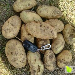 诚信代办各种土豆