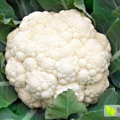 天门张港镇花椰菜