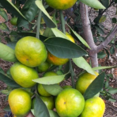 2016江永柑橘开始上市