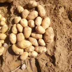 内蒙古鄂托克前旗万亩基地货夏波蒂走俏