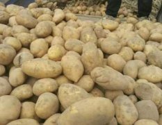 静宁土豆 山地高寒阴润正是土豆生长的最佳区域