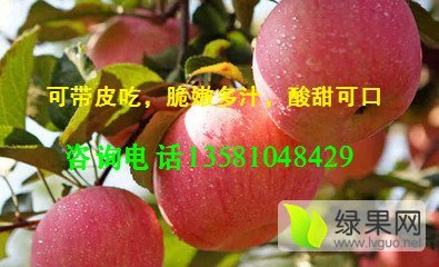 2015年山东沂源红富士价格