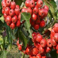 山西万荣大绵球山楂