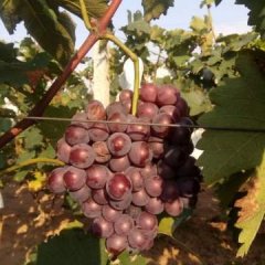 山东曲阜巨峰葡萄果粉好，颗粒均匀硬度好