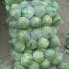 昌黎绿甘蓝，有冷库打冷，代收，包装