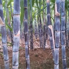 今年商丘地区天气干旱，甘蔗个大