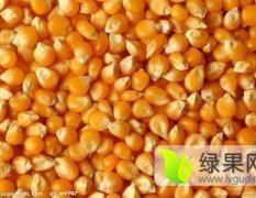湖南益阳饲料厂现款求购大量玉米