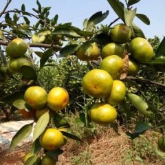 迥峰早熟蜜桔大量供应