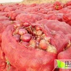 金川专营洋葱，主要负责组织洋葱货源