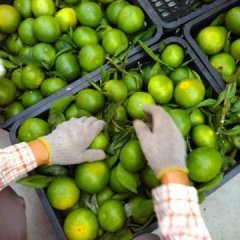 中国柑橘之乡----复兴乡,年产100万吨