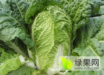 2018年河南通许夏阳价格