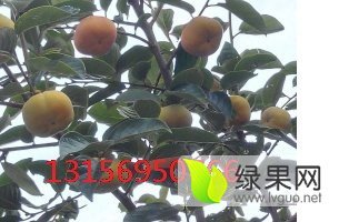 山东龙口富有柿子假一赔十