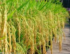 2016洮南稻米今年价格有看点