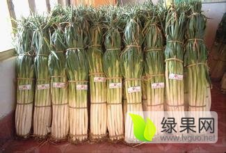 辽宁新民-黑山大葱大量上市