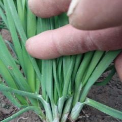 豫东大地董庄无公害蔬菜基地平韭6号韭菜