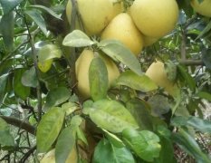 湖北宜昌地区所产的一种蜜柚