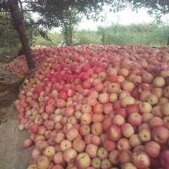 红富士今天一开始收够价格跟去年持平