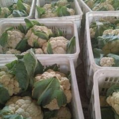 东昌府菜花个头一斤到一斤半，颜色雪白