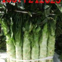 云南大量供应紫叶莴笋，质量好价格低