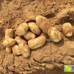 定边土豆火爆招商中